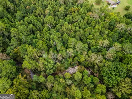 a view of a lush green forest with a tree