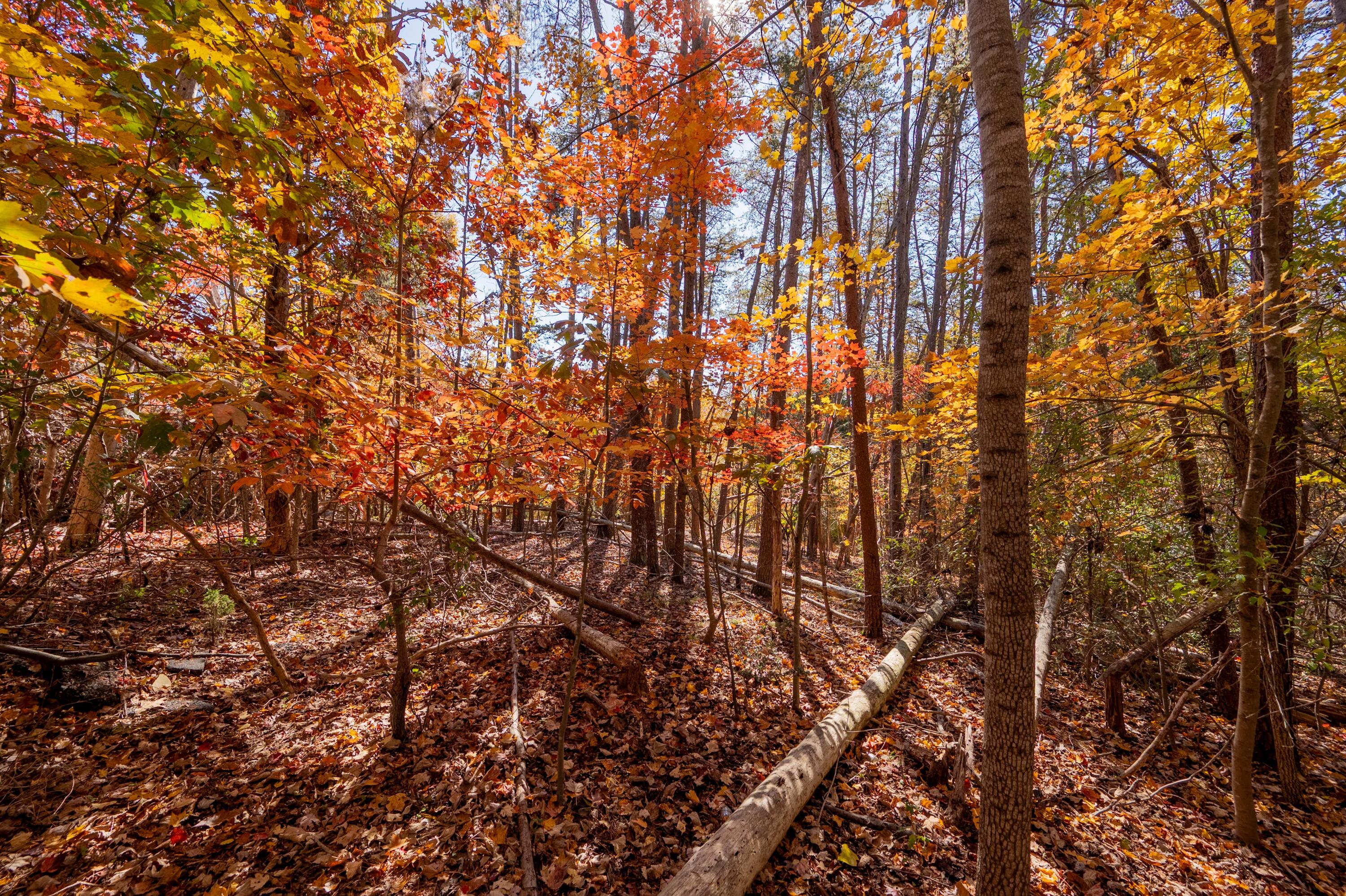 Tbd Lakewood Forest Road Moneta, VA 24121 - Photo 26 of 40 a backyard of a house