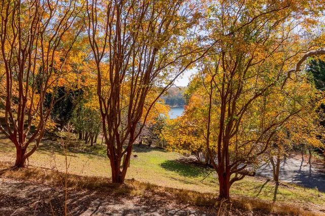 a view of a yard with a tree