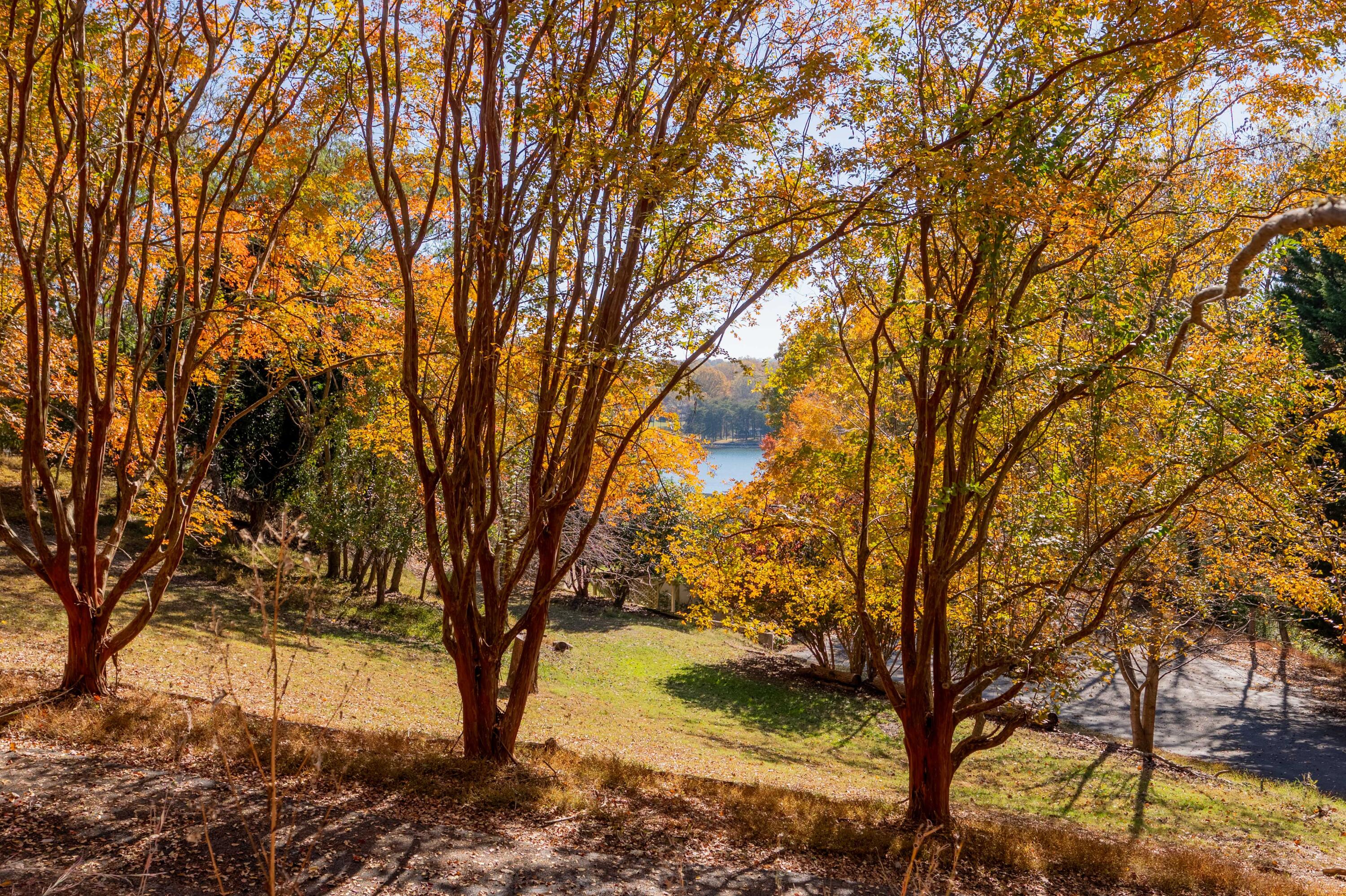 Tbd Lakewood Forest Road Moneta, VA 24121 - Photo 27 of 40 a view of a yard with a tree