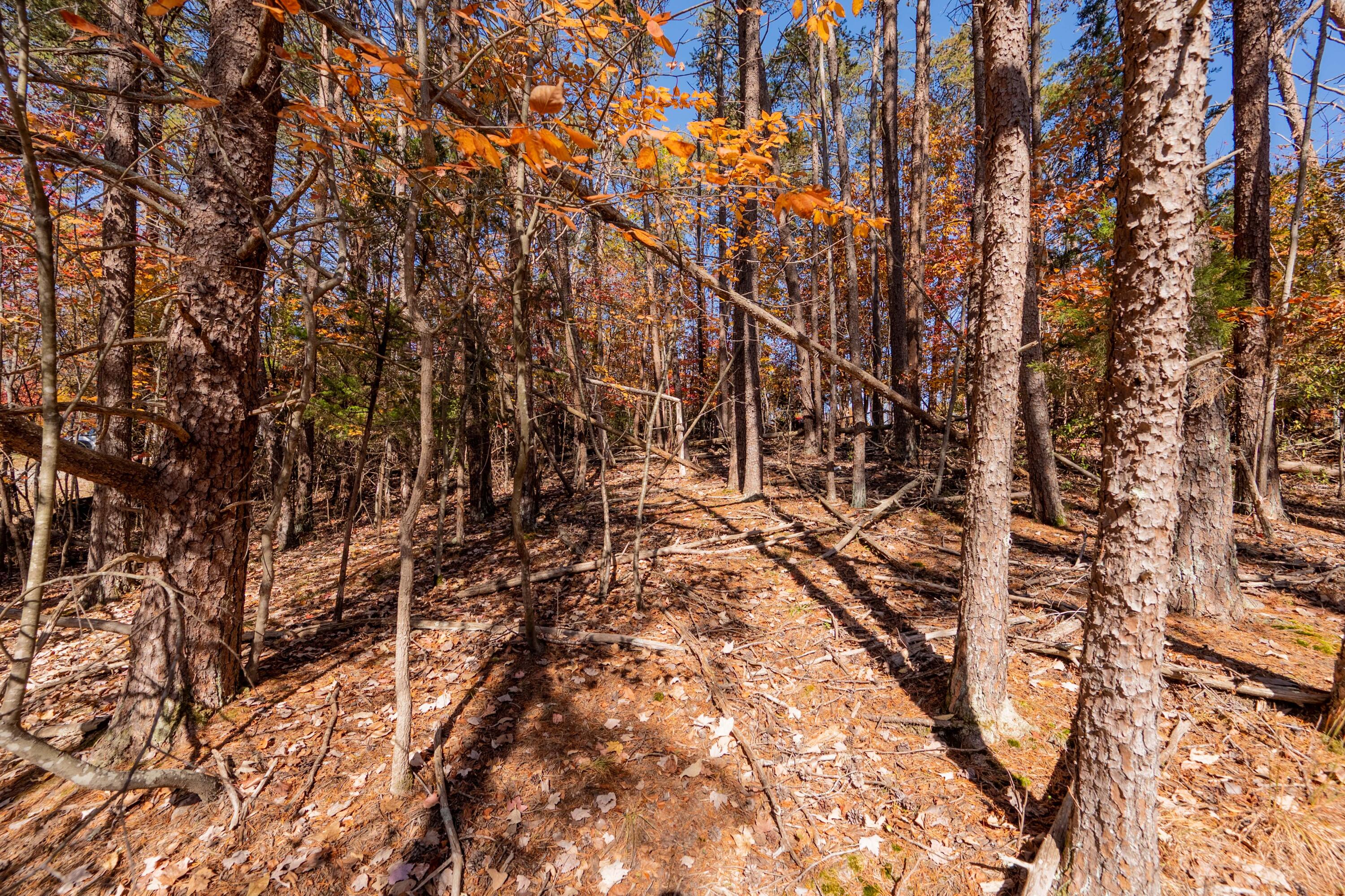 Tbd Lakewood Forest Road Moneta, VA 24121 - Photo 28 of 40 a backyard of a house with lots of green space