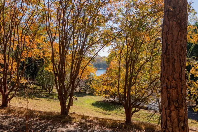 a view of road with large trees