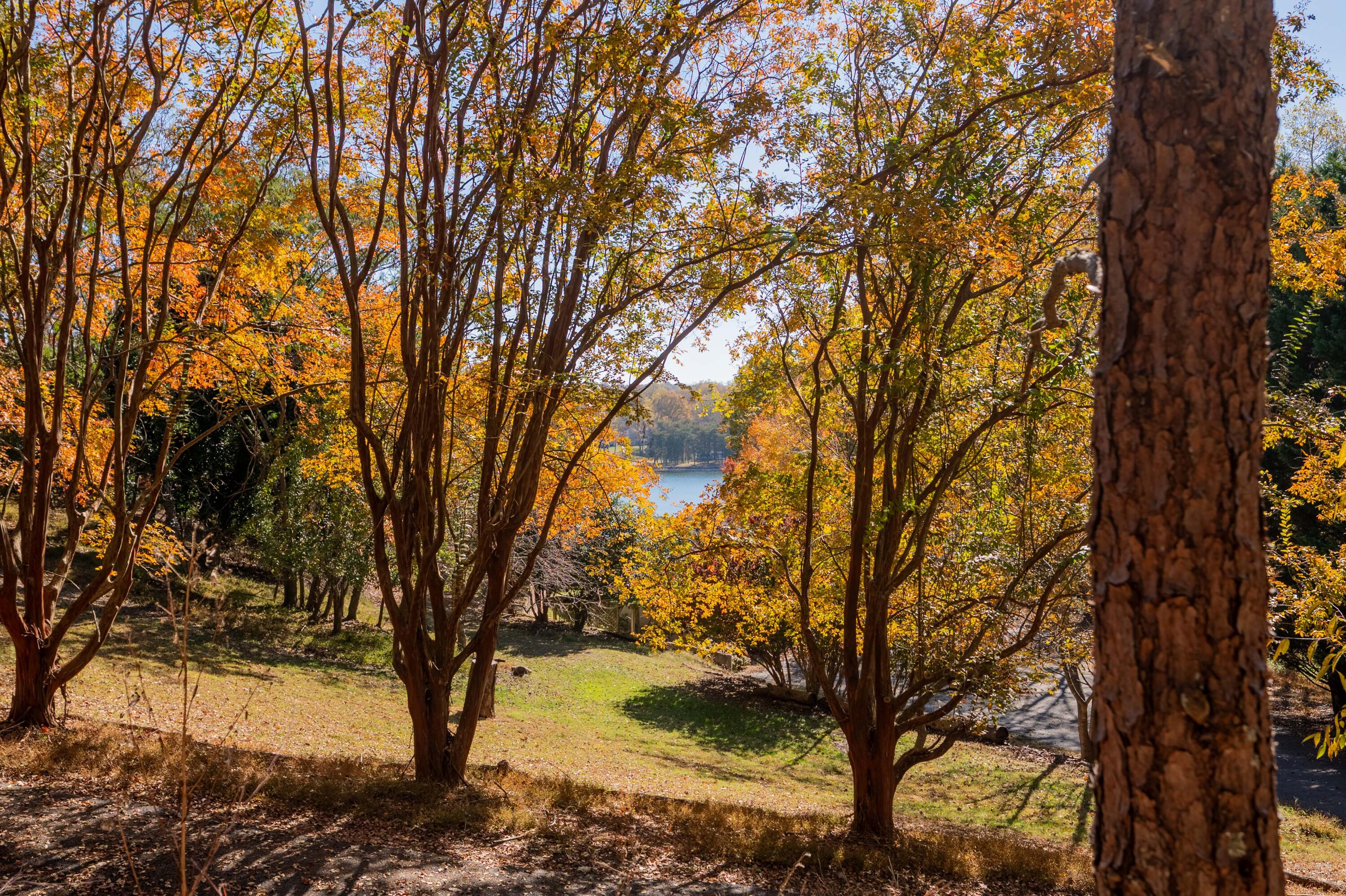 Tbd Lakewood Forest Road Moneta, VA 24121 - Photo 30 of 40 a view of open space with trees