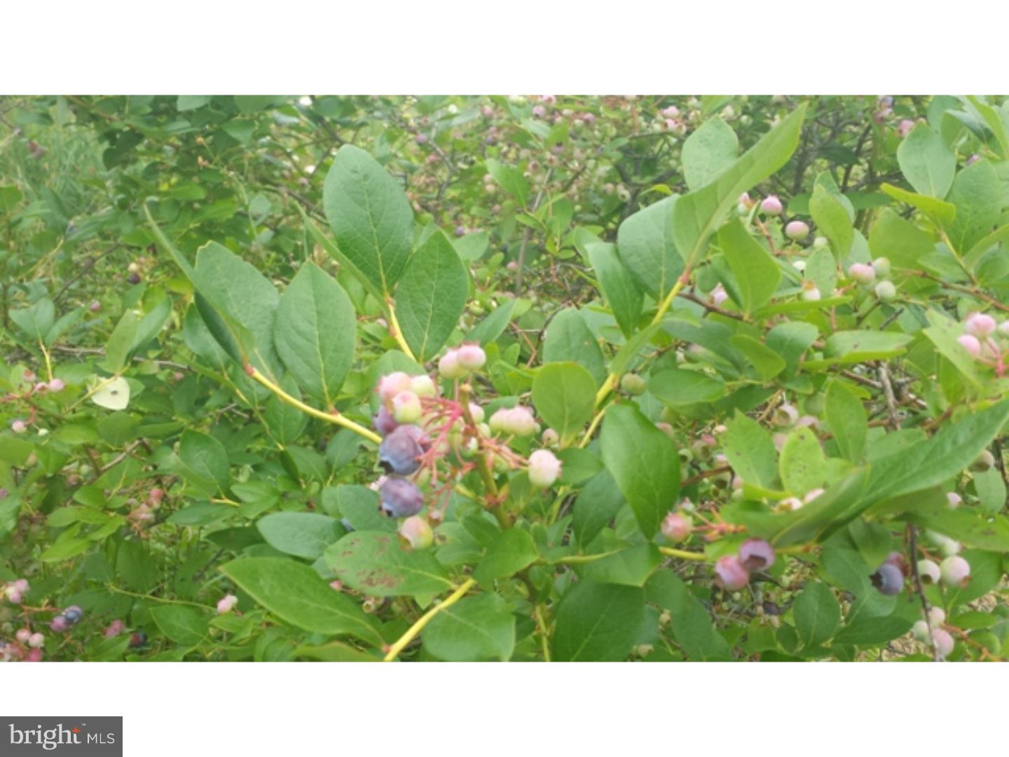 147 Fox Road Schuylkill Haven, PA 17972 - Photo 21 of 22 Garden
