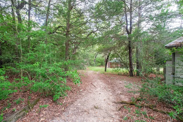 a view of a forest with trees