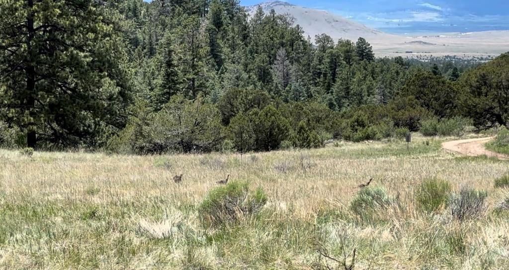 Lot 52 Tamarac Road Westcliffe, CO 81252 - Photo 9 of 23 Gallery Image 9