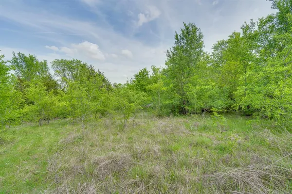 a view of a lush green space