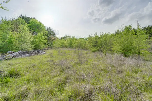 a view of a forest with trees in the background