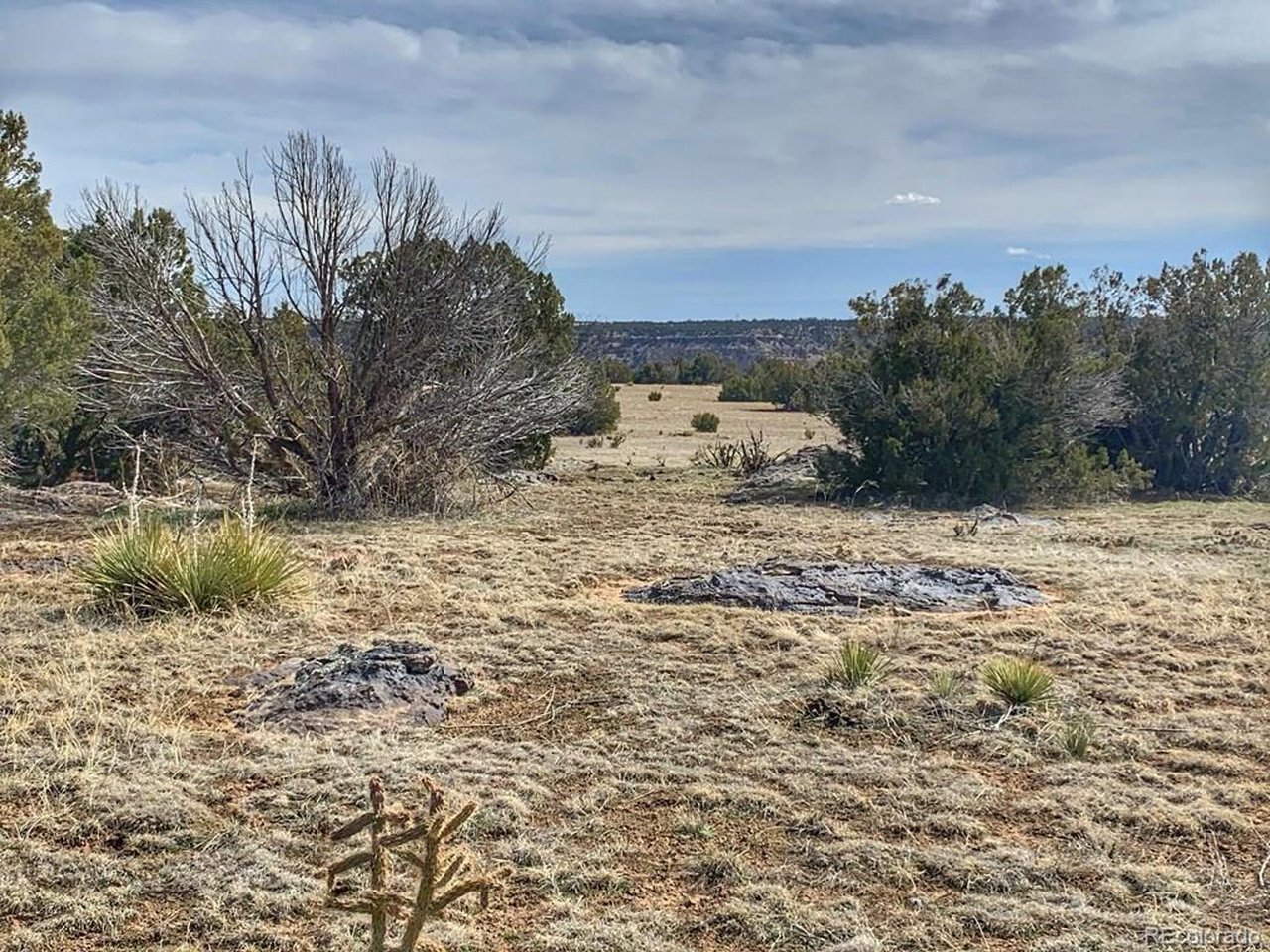 80 Turkey Ridge Ranch Walsenburg, CO 81089 - Photo 4 of 7 a view of a dry yard with trees