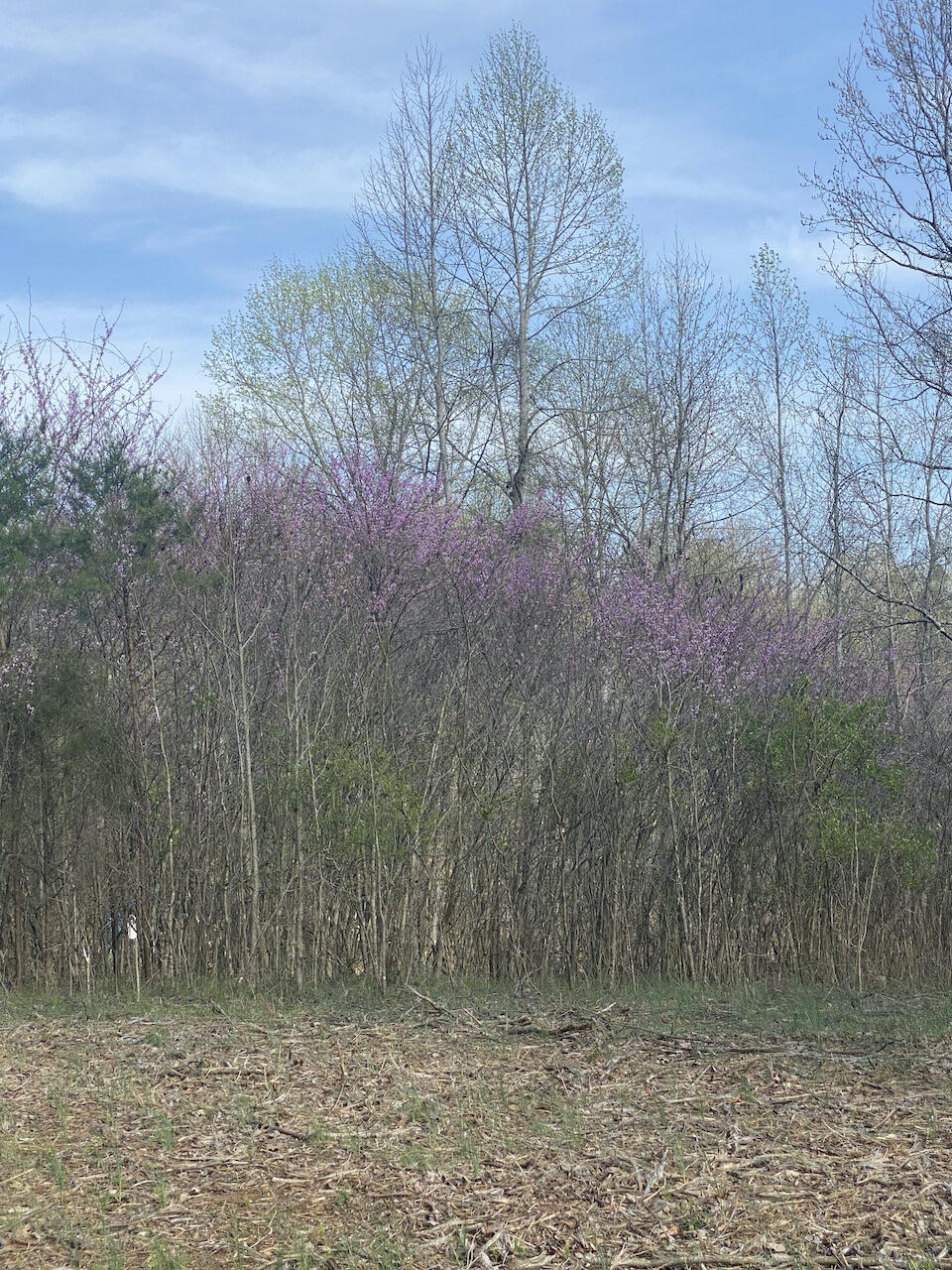 Dawn Dr Spring Spring City, TN 37381 - Photo 14 of 15 IMG_0882