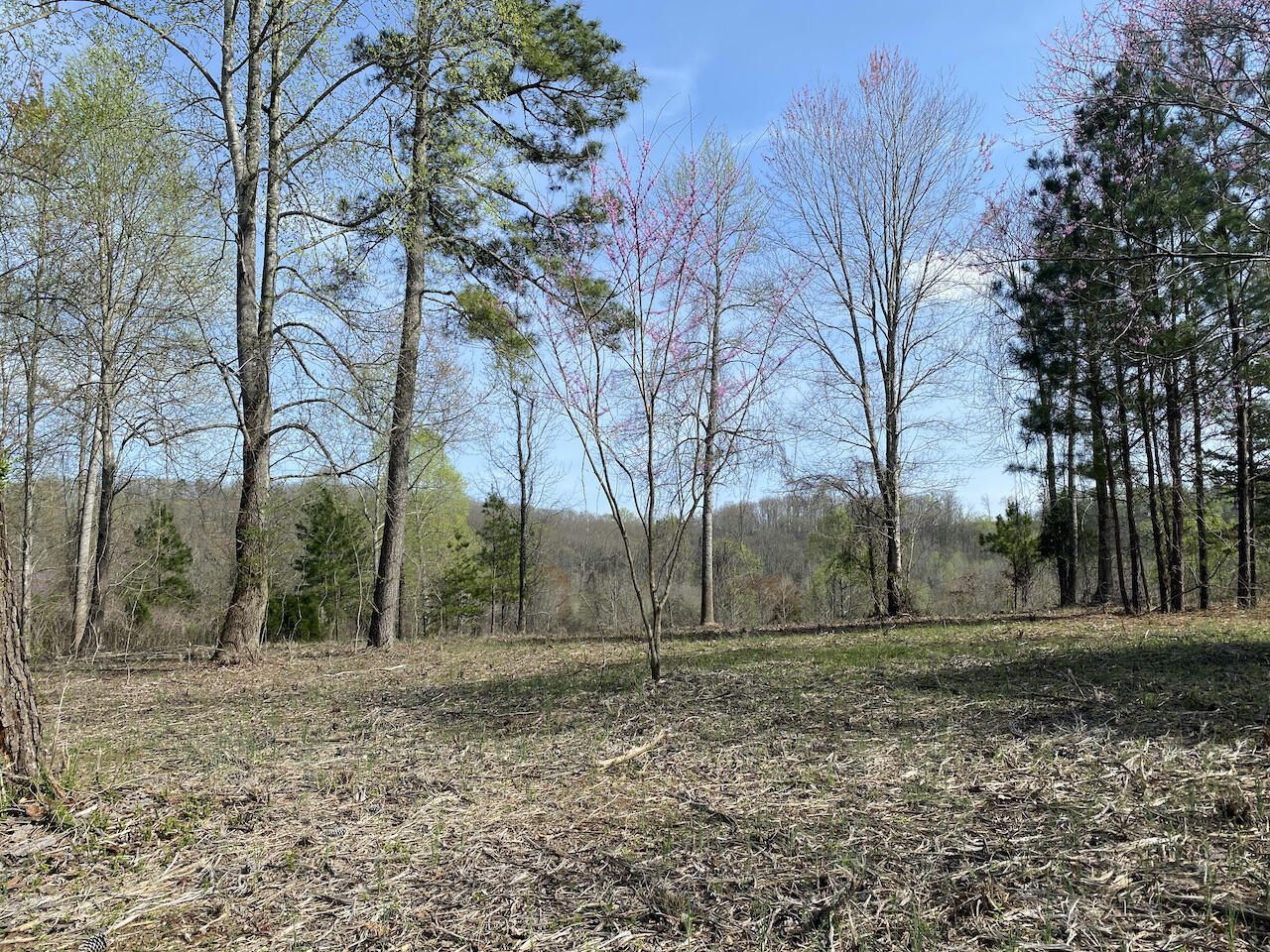 Dawn Dr Spring Spring City, TN 37381 - Photo 5 of 15 IMG_0873