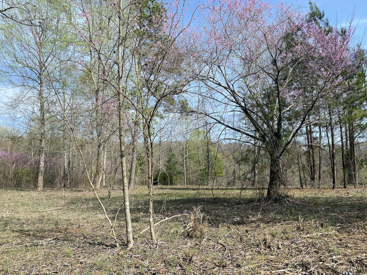 Dawn Dr Spring Spring City, TN 37381 - Photo 7 of 15 IMG_0875