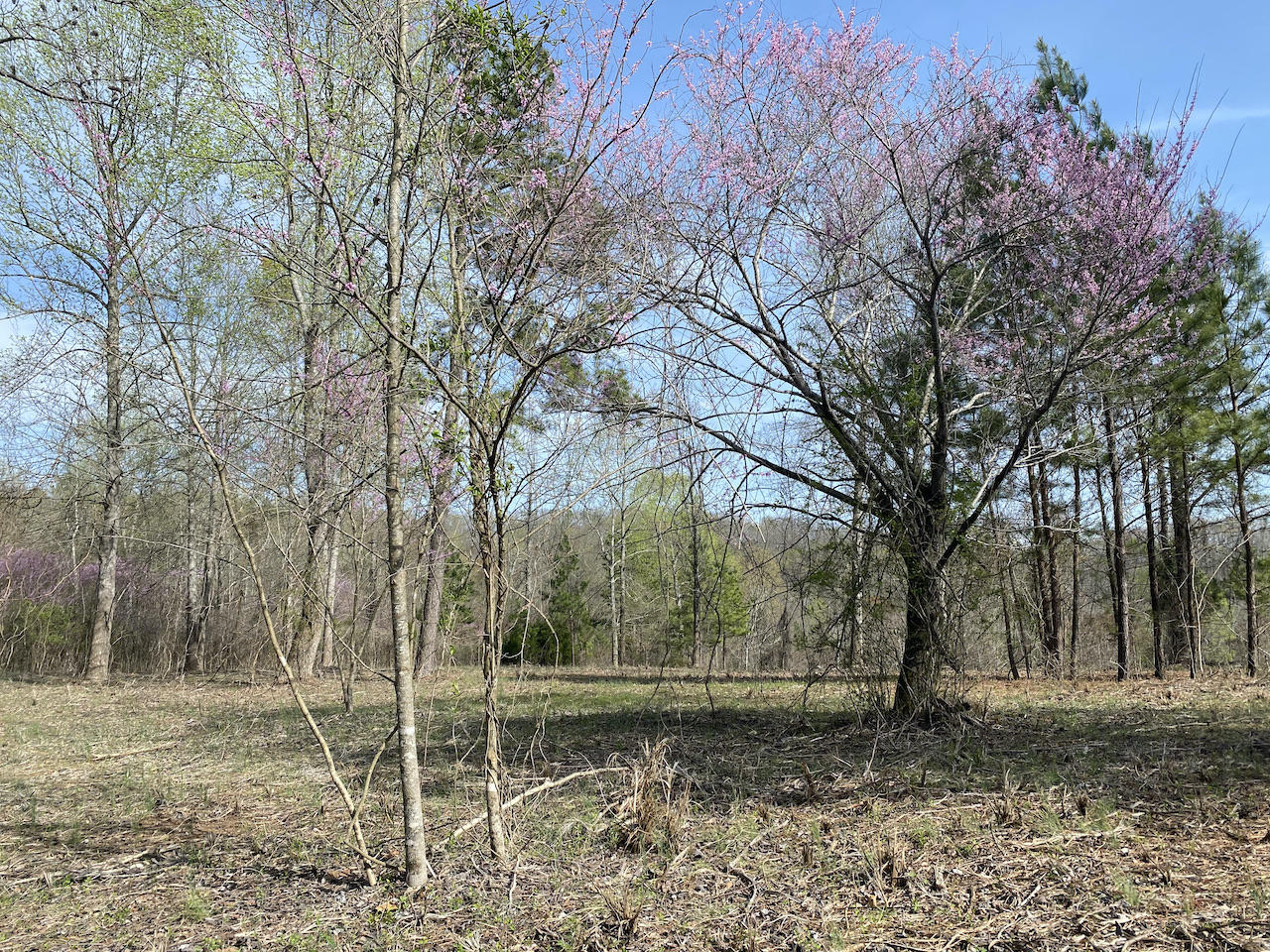 Dawn Dr Spring Spring City, TN 37381 - Photo 8 of 15 IMG_0876
