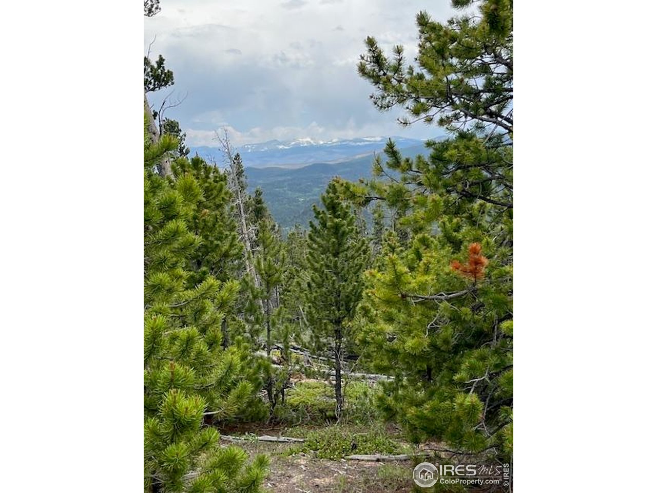 0 Bear Gulch Road Red Feather Lakes, CO 80545 - Photo 11 of 34 a close up of a plant in a garden