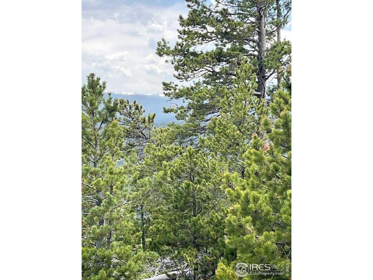 0 Bear Gulch Road Red Feather Lakes, CO 80545 - Photo 11 of 42