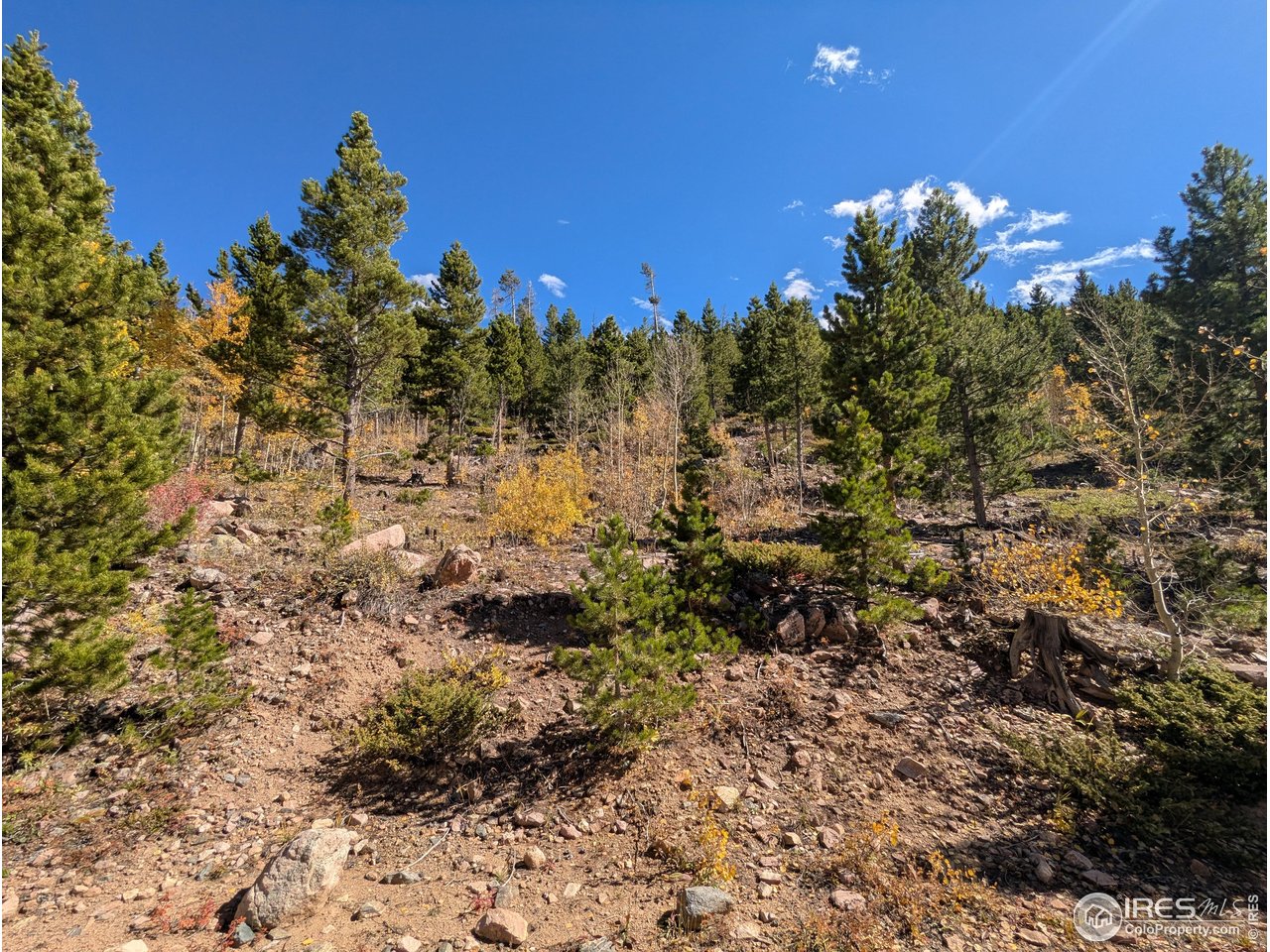 0 Bear Gulch Road Red Feather Lakes, CO 80545 - Photo 15 of 34 a view of a bunch of trees