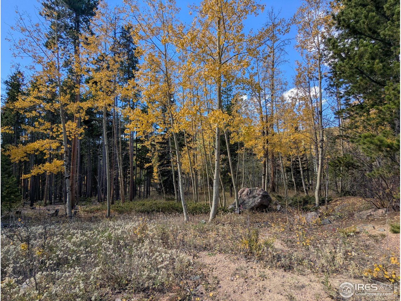 0 Bear Gulch Road Red Feather Lakes, CO 80545 - Photo 16 of 34 a view of a park with large trees