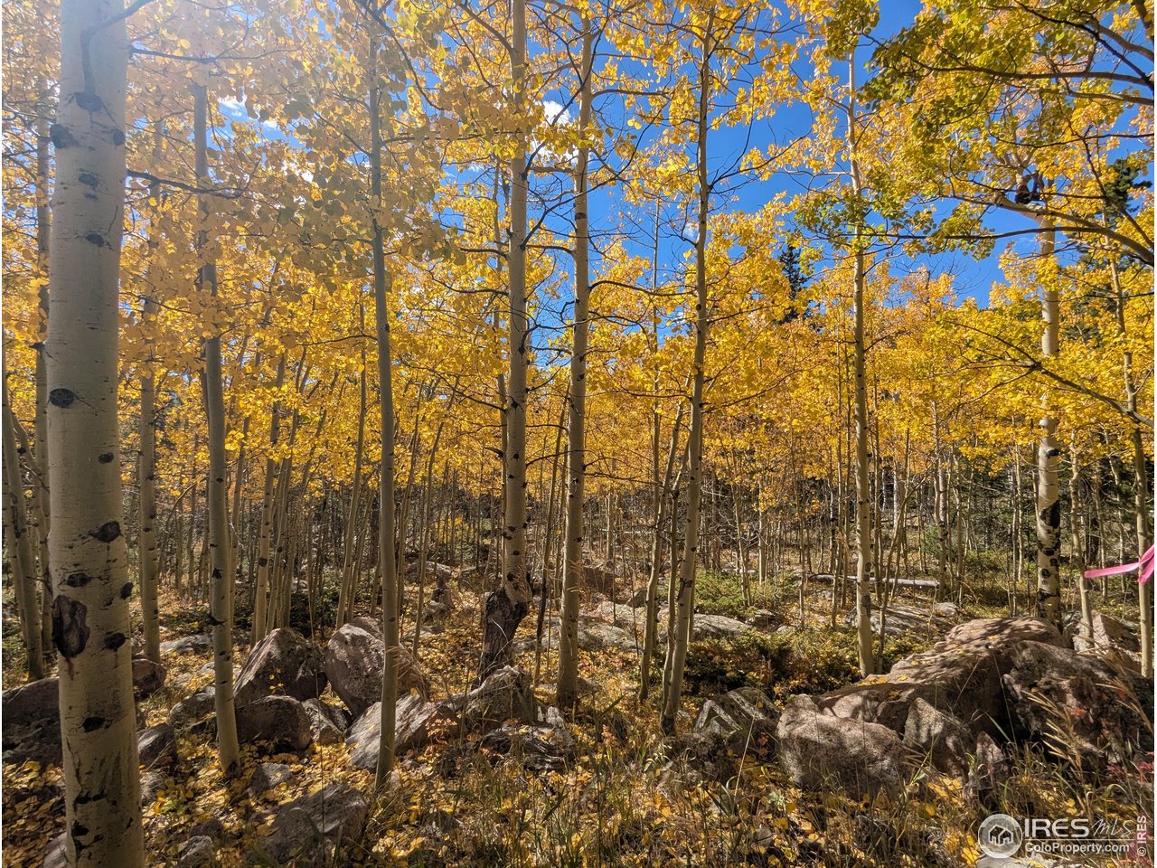 0 Bear Gulch Road Red Feather Lakes, CO 80545 - Photo 2 of 42