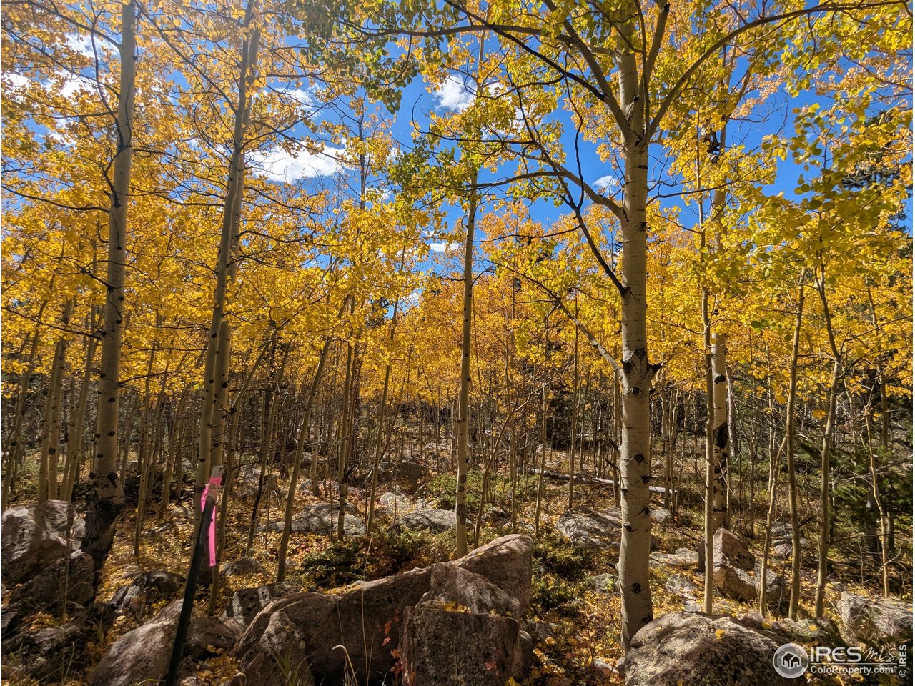 0 Bear Gulch Road Red Feather Lakes, CO 80545 - Photo 21 of 42