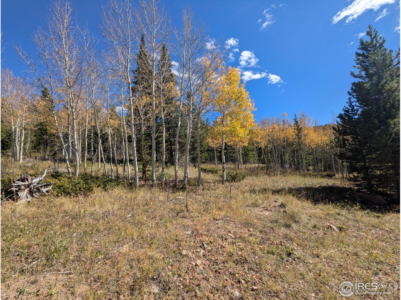 0 Bear Gulch Road Red Feather Lakes, CO 80545 - Photo 22 of 34 a view of a yard with a tree