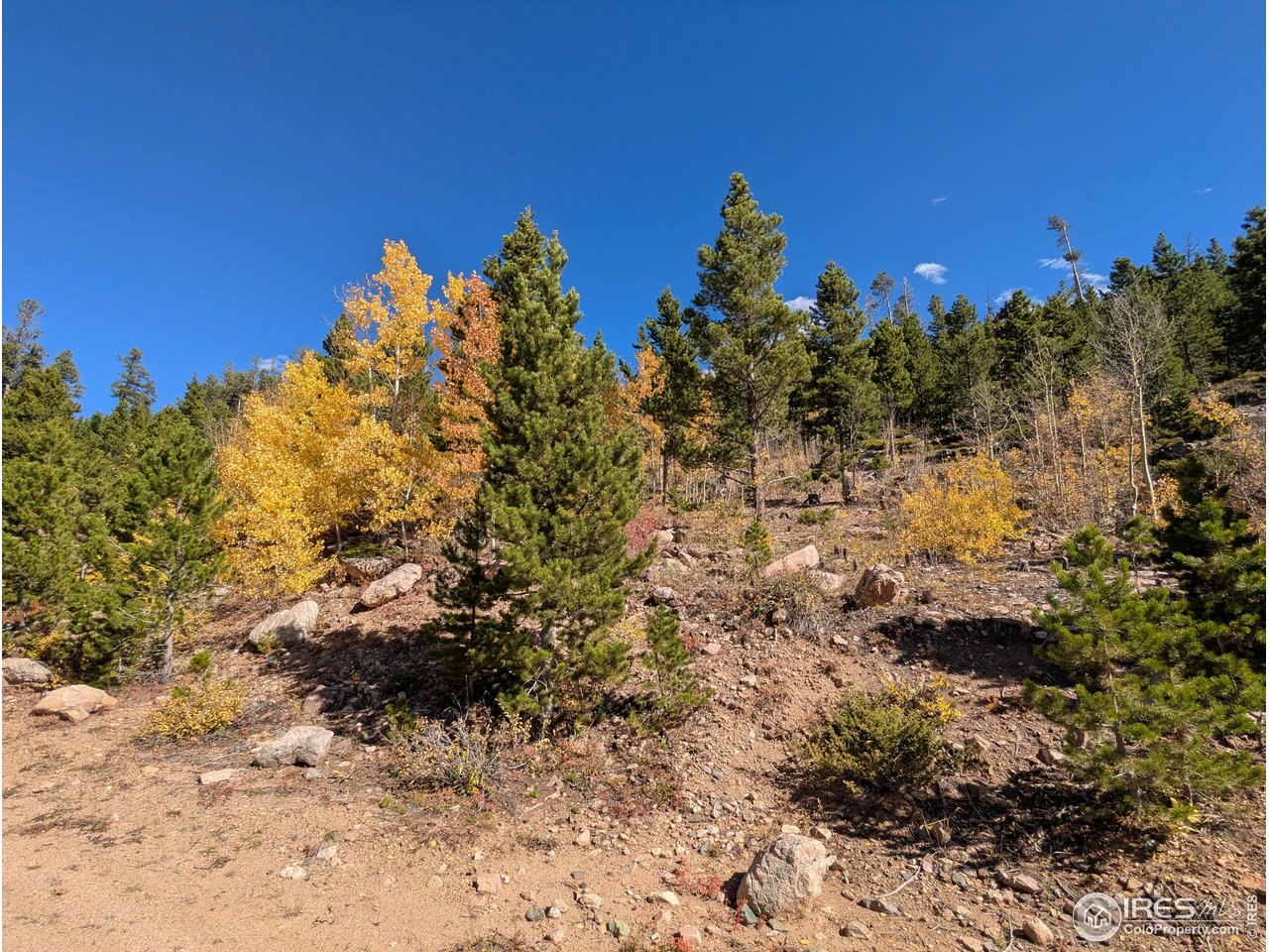0 Bear Gulch Road Red Feather Lakes, CO 80545 - Photo 3 of 34 a view of a yard