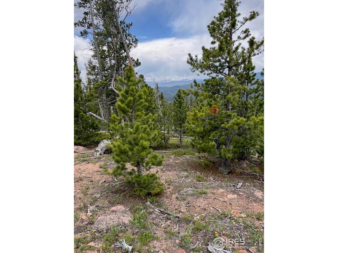 0 Bear Gulch Road Red Feather Lakes, CO 80545 - Photo 8 of 42