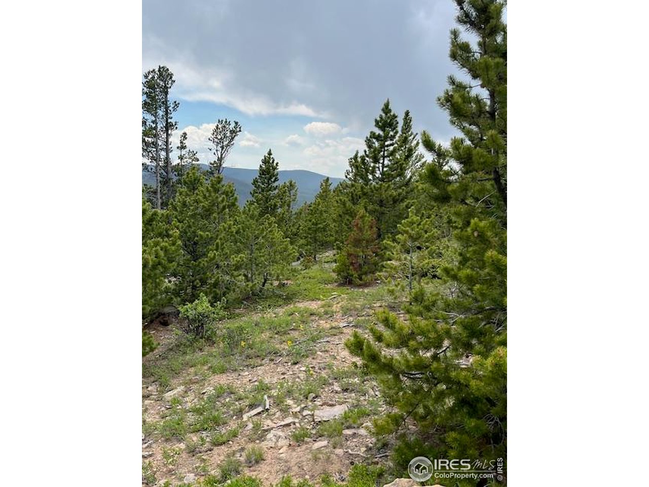 0 Bear Gulch Road Red Feather Lakes, CO 80545 - Photo 9 of 42