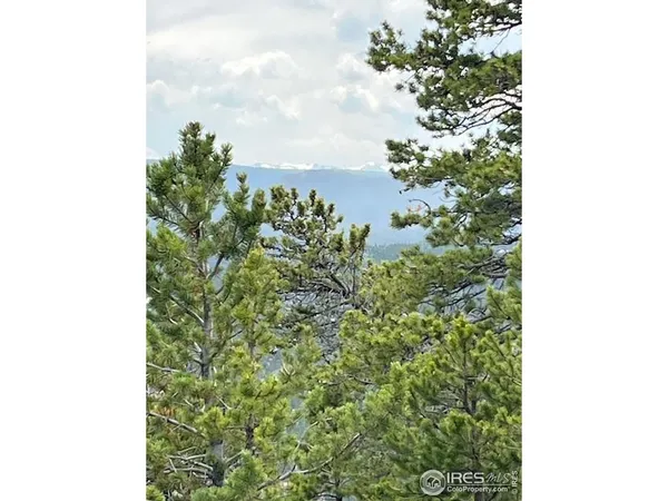 a close up of a tree in a garden