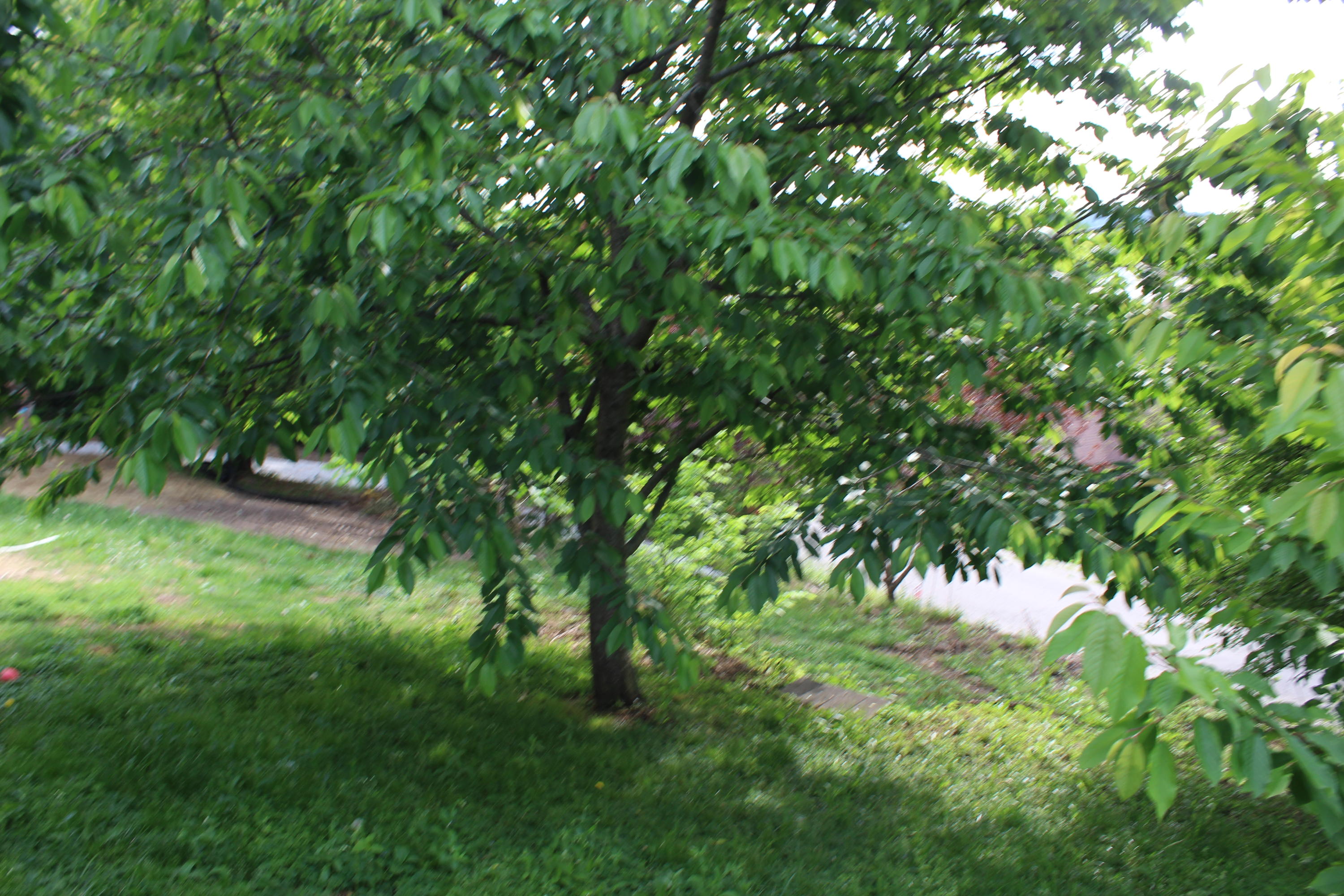213 East Haiti Road Berea, KY 40403 - Photo 40 of 43 213 Davis 044