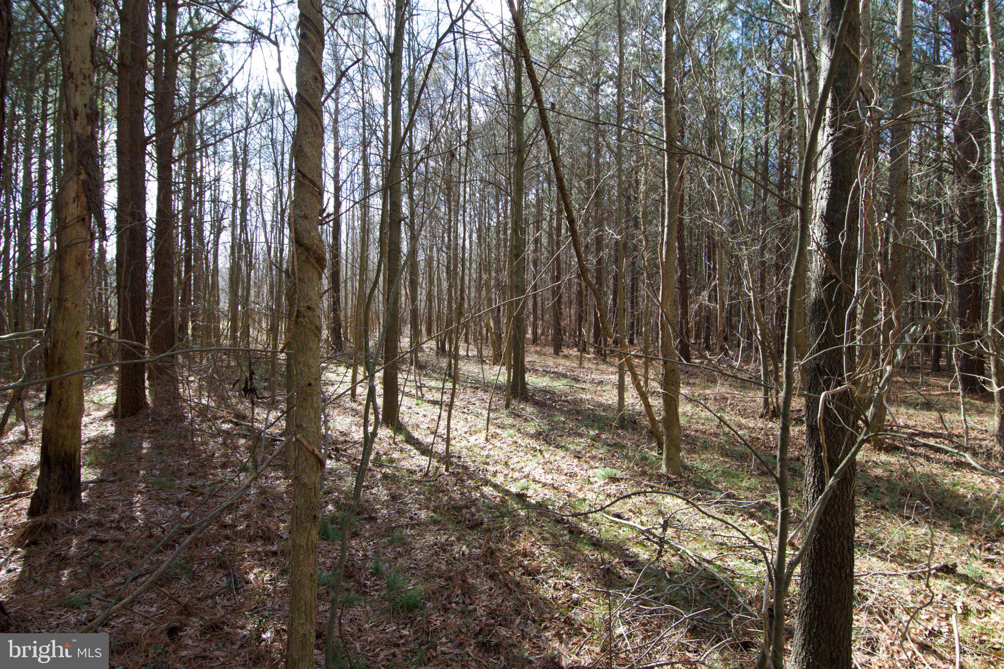 7 Libertytown Road Berlin, MD 21811 - Photo 71 of 77 Gallery Image 71