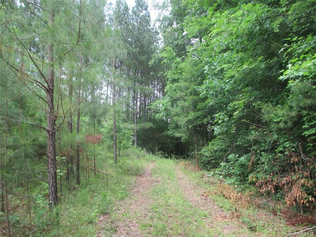 a view of a lush green forest