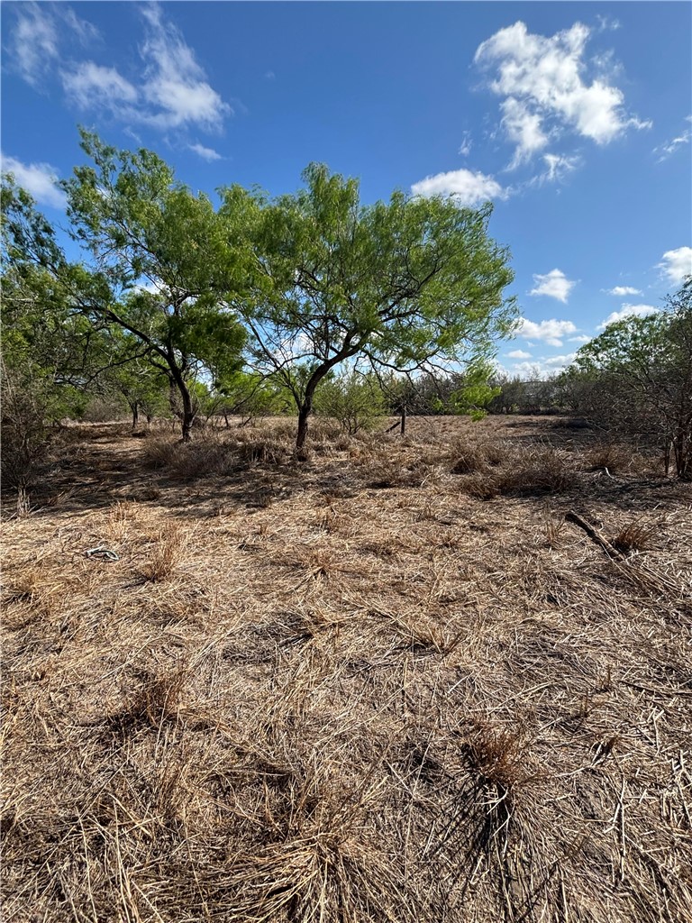 369 Edith Drive Alice, TX 78332 - Photo 7 of 27 a view of a yard with a tree