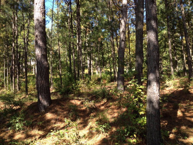 Lot 555 Forest Bluff Road Aiken, SC 29803 - Photo 12 of 18 Gallery Image 12