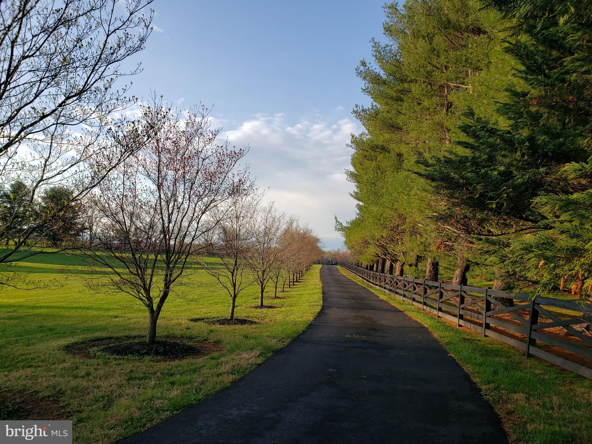 9395 Ramey Road Marshall, VA 20115 - Photo 66 of 71 paved tree lined driveway