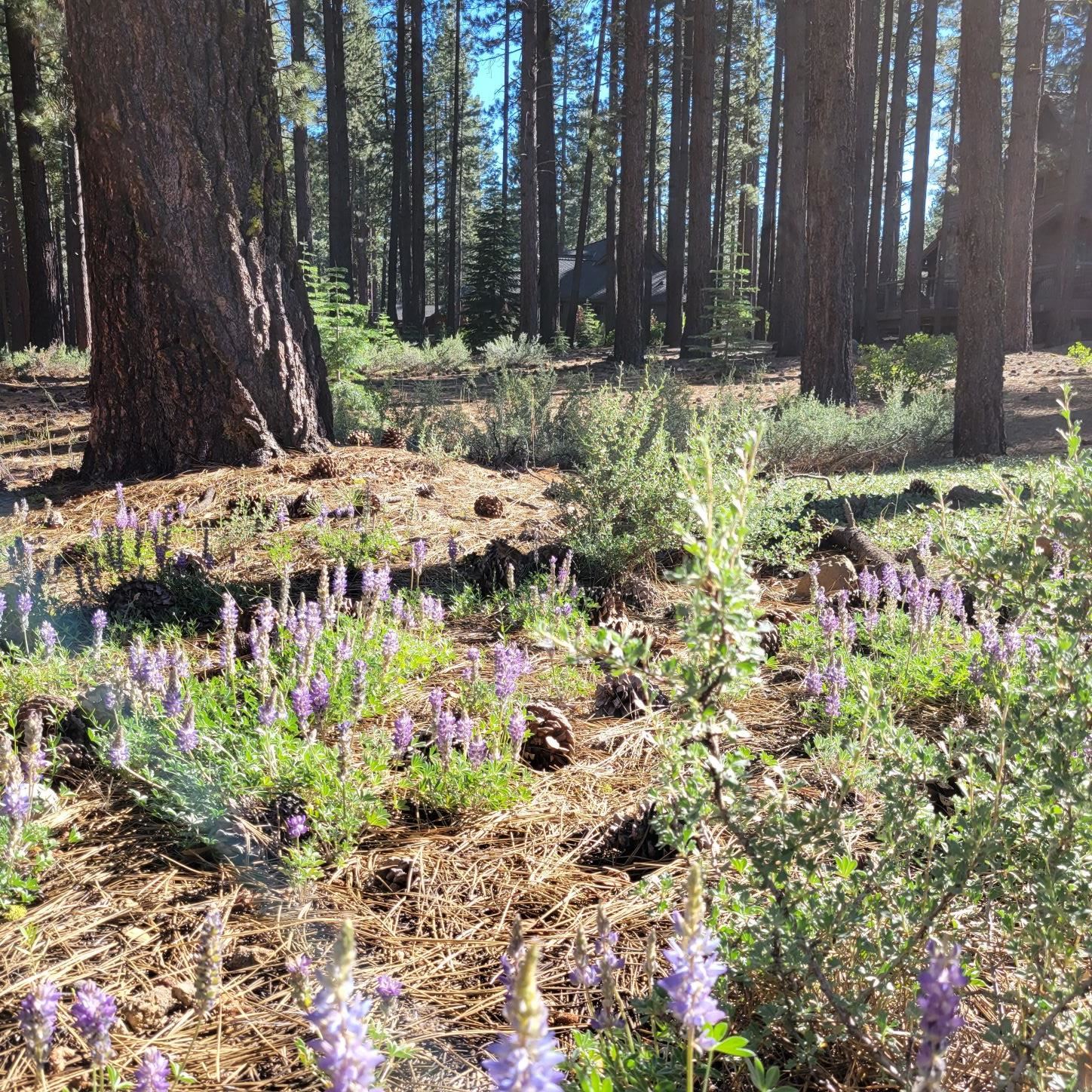 11097 Comstock Place Truckee, CA 96161 - Photo 2 of 7 a view of a garden with flowers