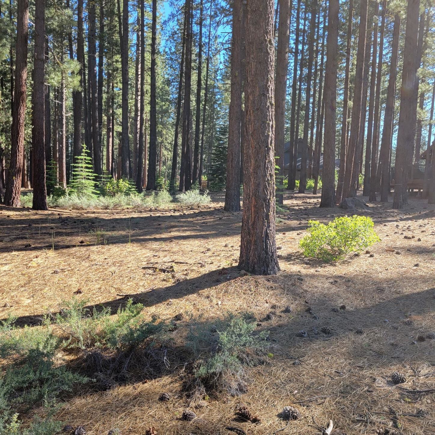11097 Comstock Place Truckee, CA 96161 - Photo 3 of 7 a view of a yard with potted plants and trees