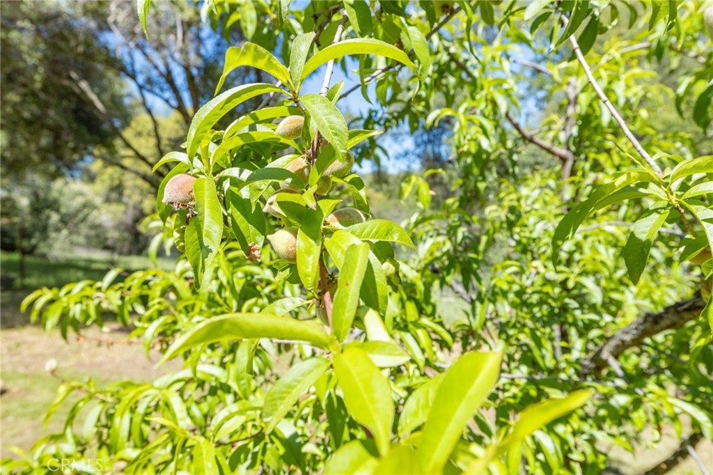 3703 Sherrod Road Mariposa, CA 95338 - Photo 57 of 66