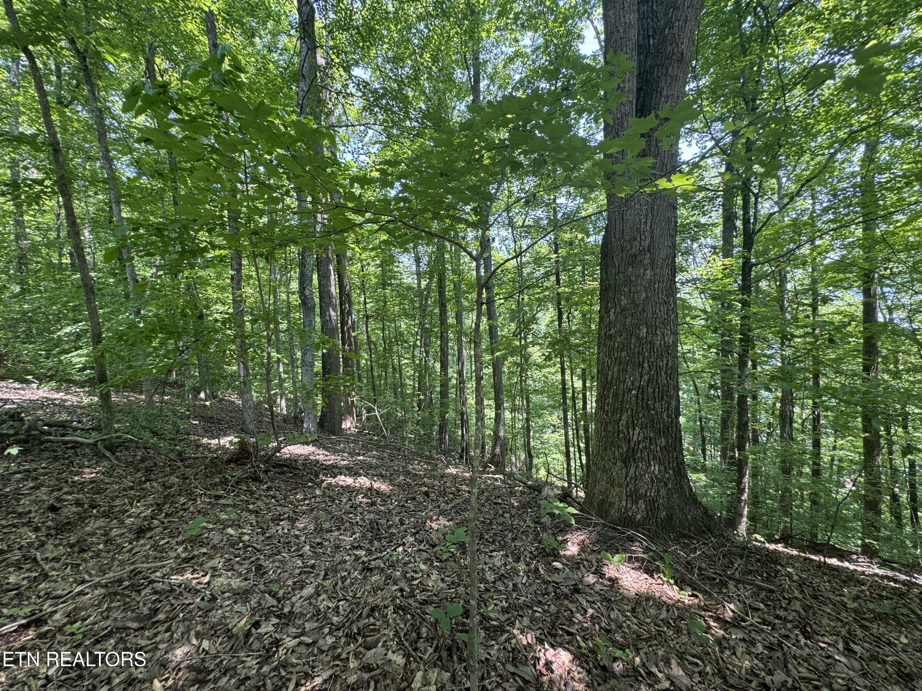 Lot 44 Ridgeland Drive Sharps Chapel, TN 37866 - Photo 14 of 26 IMG_1351