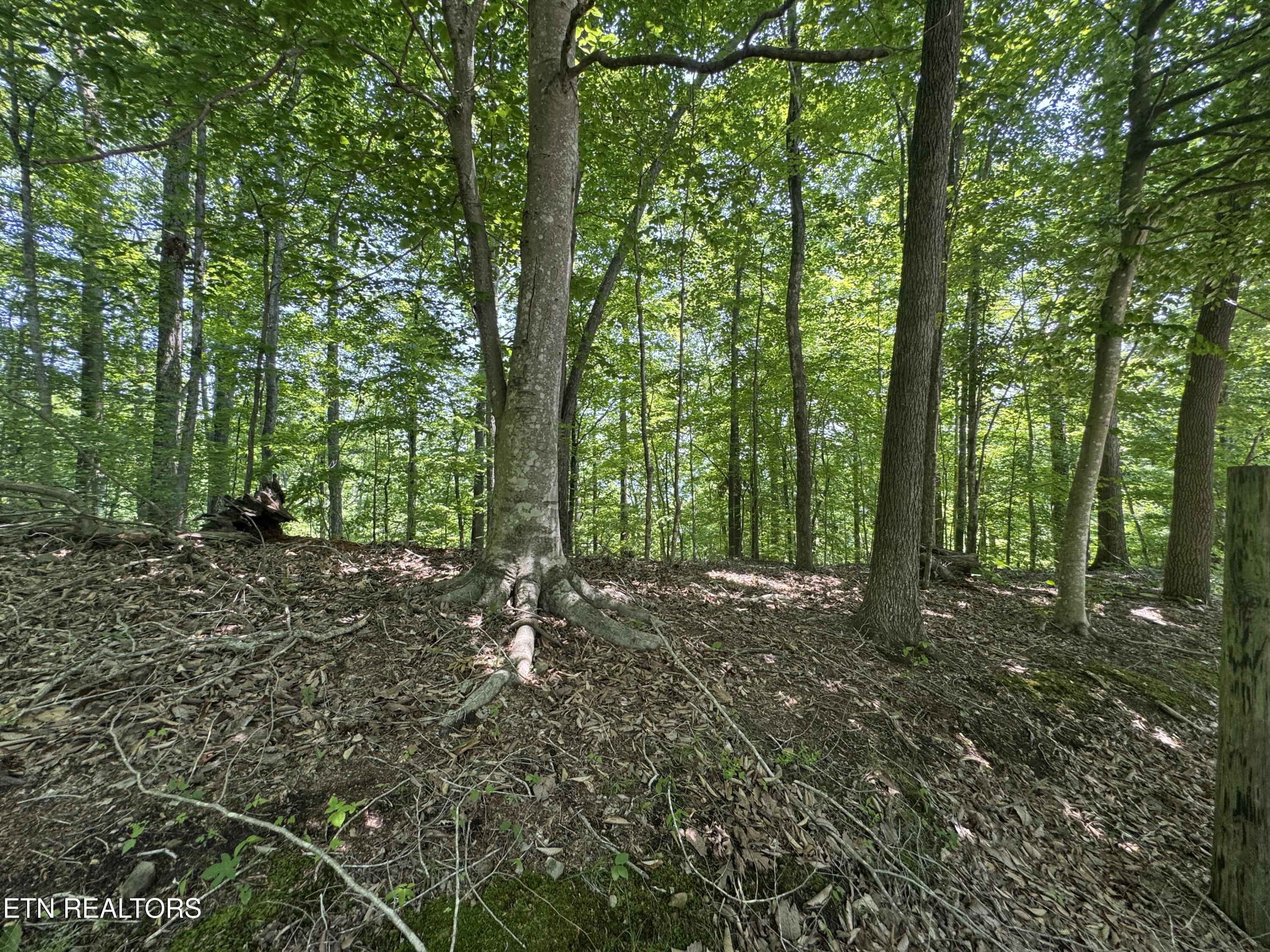 Lot 44 Ridgeland Drive Sharps Chapel, TN 37866 - Photo 18 of 26 IMG_1349