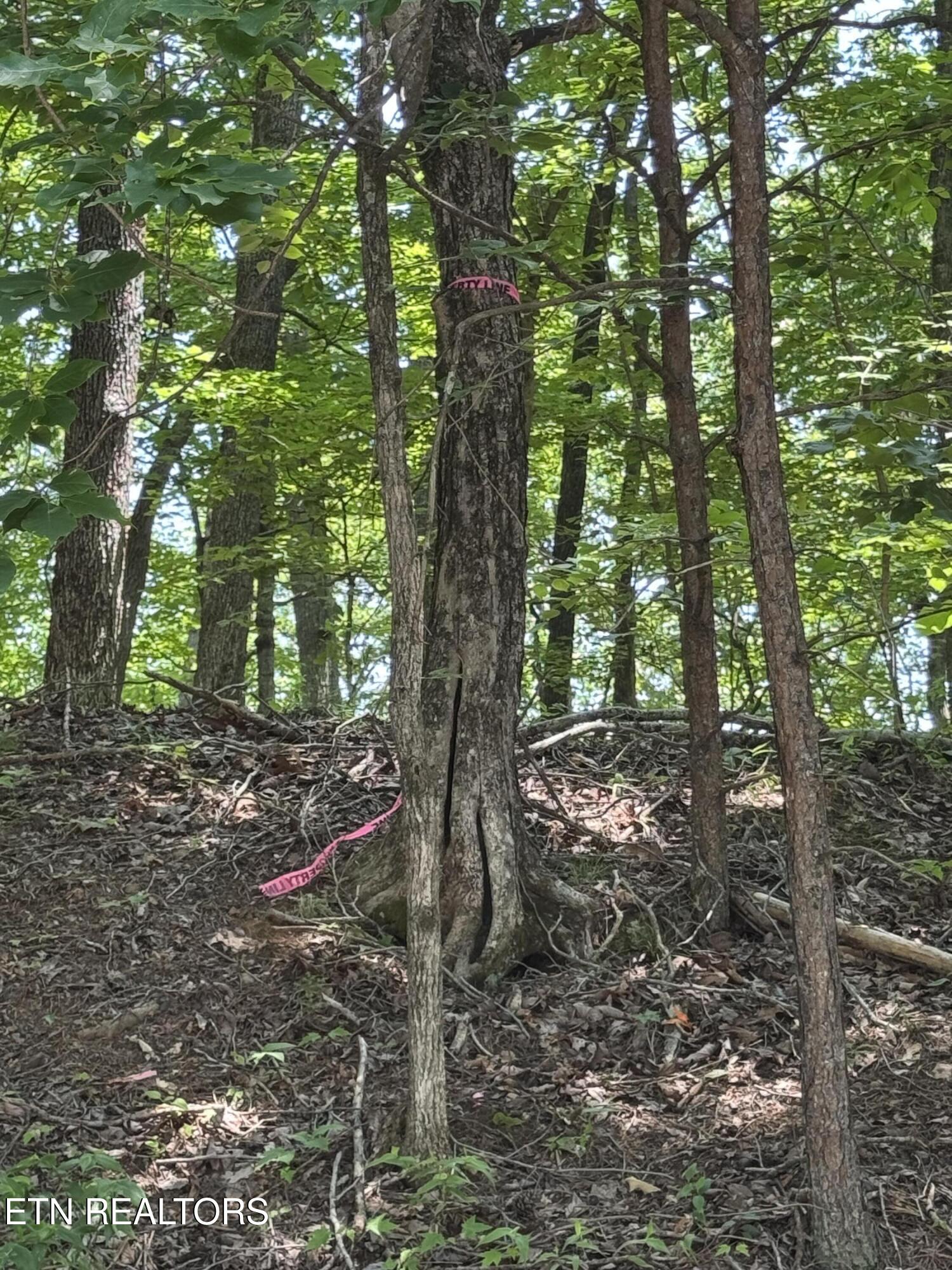 Lot 44 Ridgeland Drive Sharps Chapel, TN 37866 - Photo 26 of 26 IMG_1337