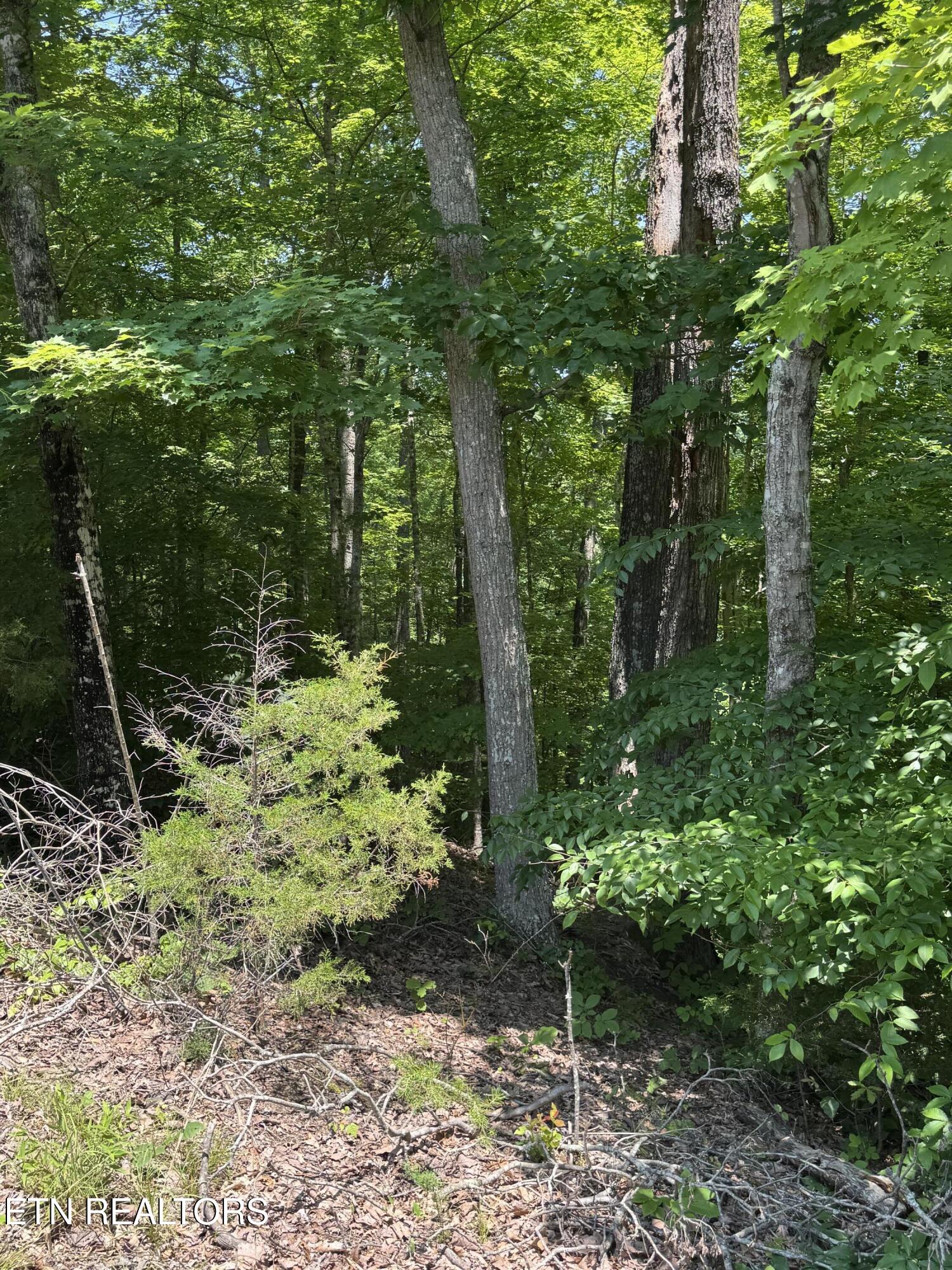 Lot 44 Ridgeland Drive Sharps Chapel, TN 37866 - Photo 6 of 26 IMG_1359