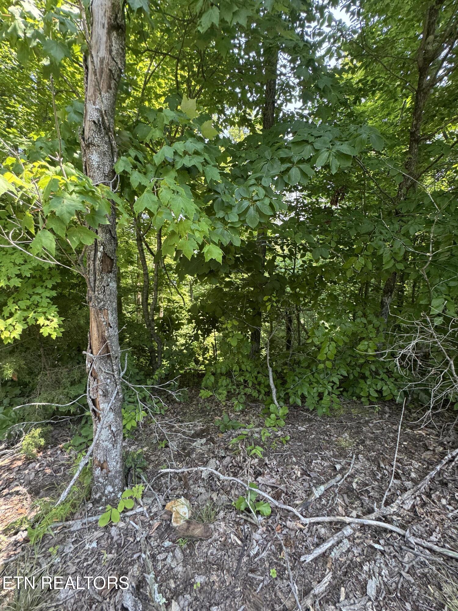 Lot 44 Ridgeland Drive Sharps Chapel, TN 37866 - Photo 7 of 26 IMG_1358