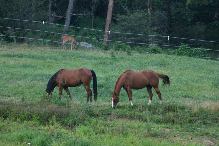 3388 Webster Road Blue Ridge, VA 24064 - Photo 28 of 40 a view of yard and trees