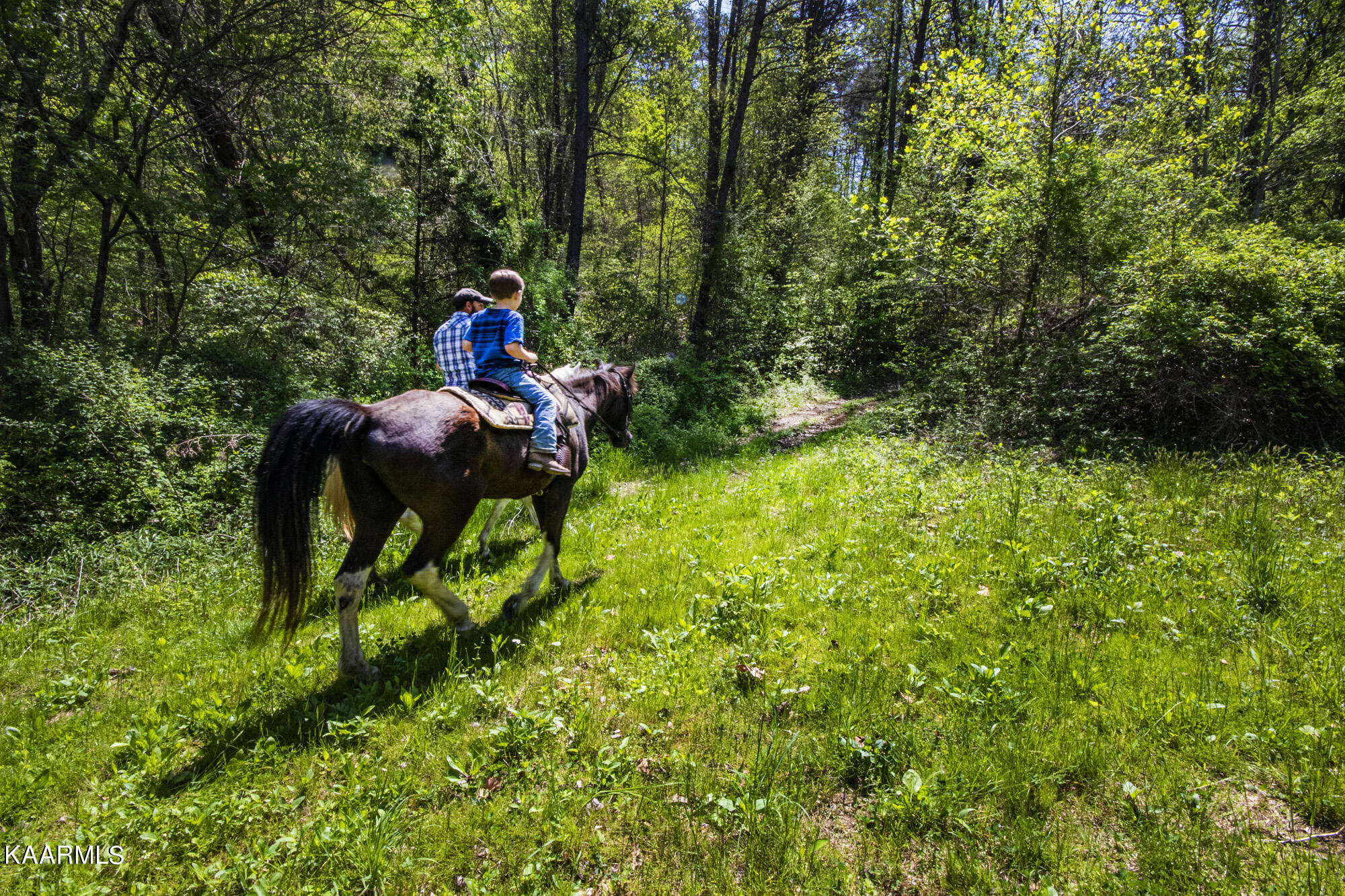 Kettle Hollow Road Maynardville, TN 37807 - Photo 29 of 51 V19A9279