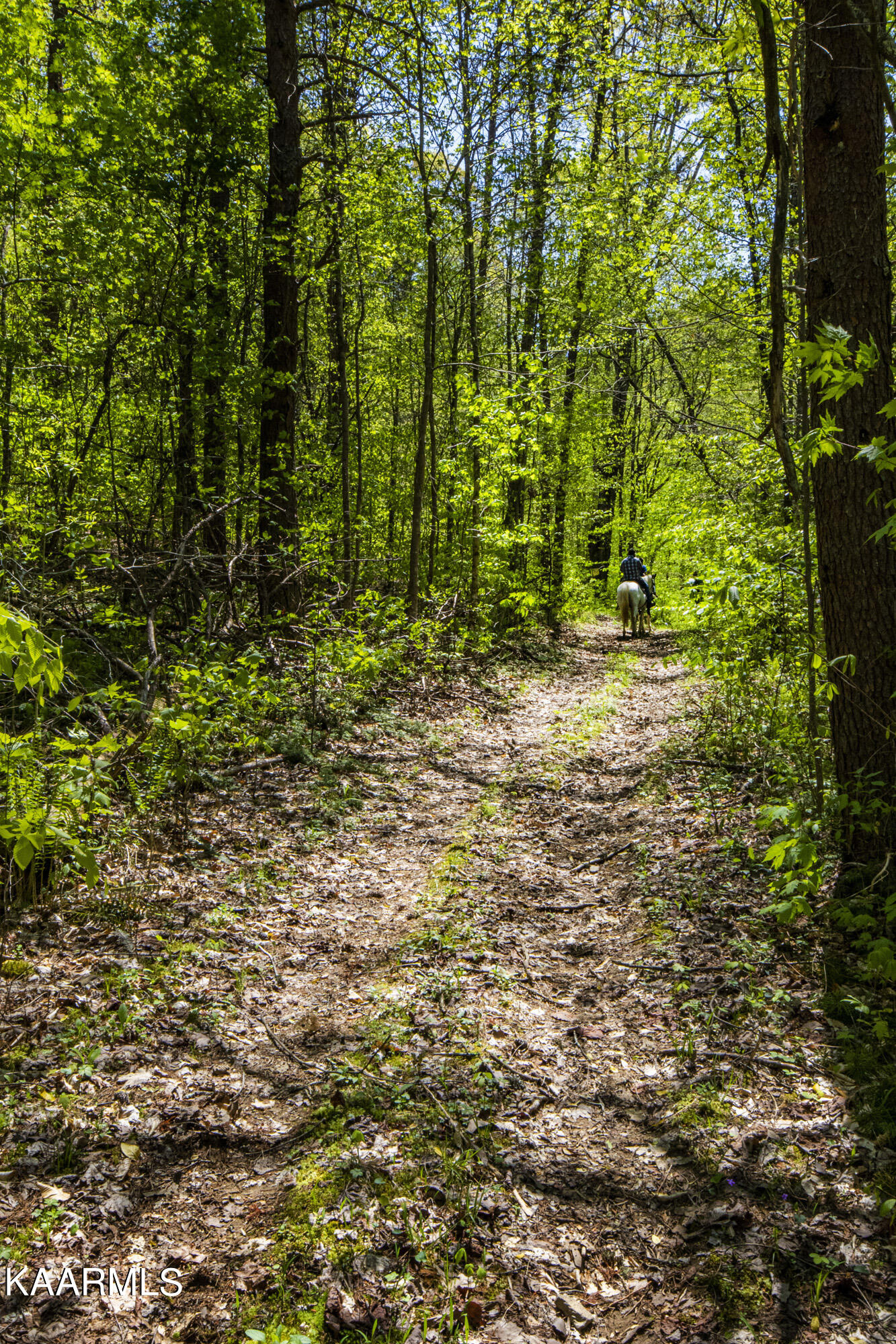 Kettle Hollow Road Maynardville, TN 37807 - Photo 30 of 51 V19A9282