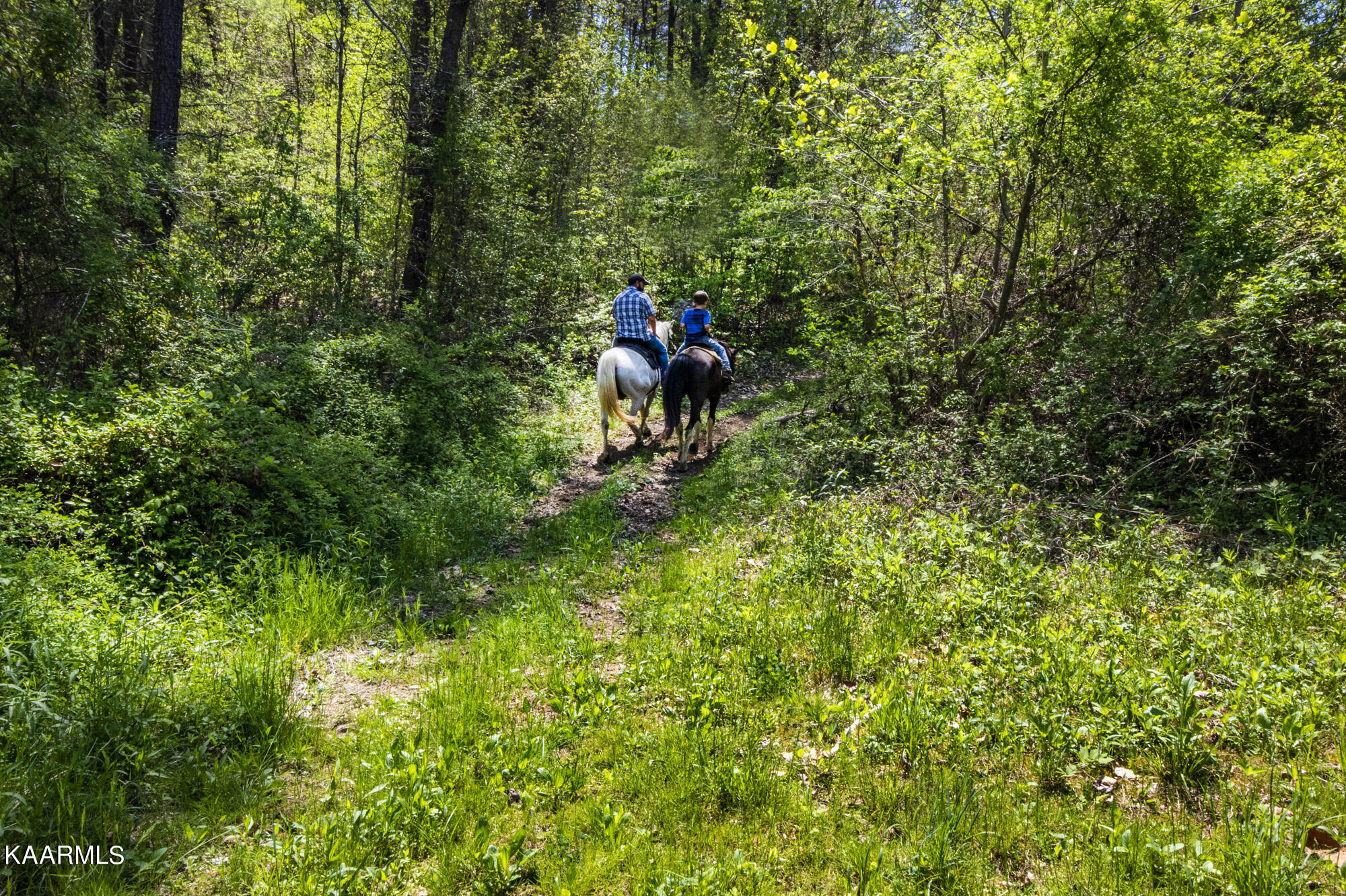 Kettle Hollow Road Maynardville, TN 37807 - Photo 3 of 51 V19A9280
