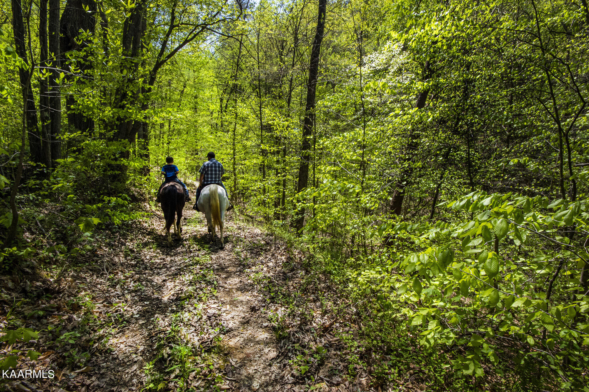 Kettle Hollow Road Maynardville, TN 37807 - Photo 31 of 51 V19A9283