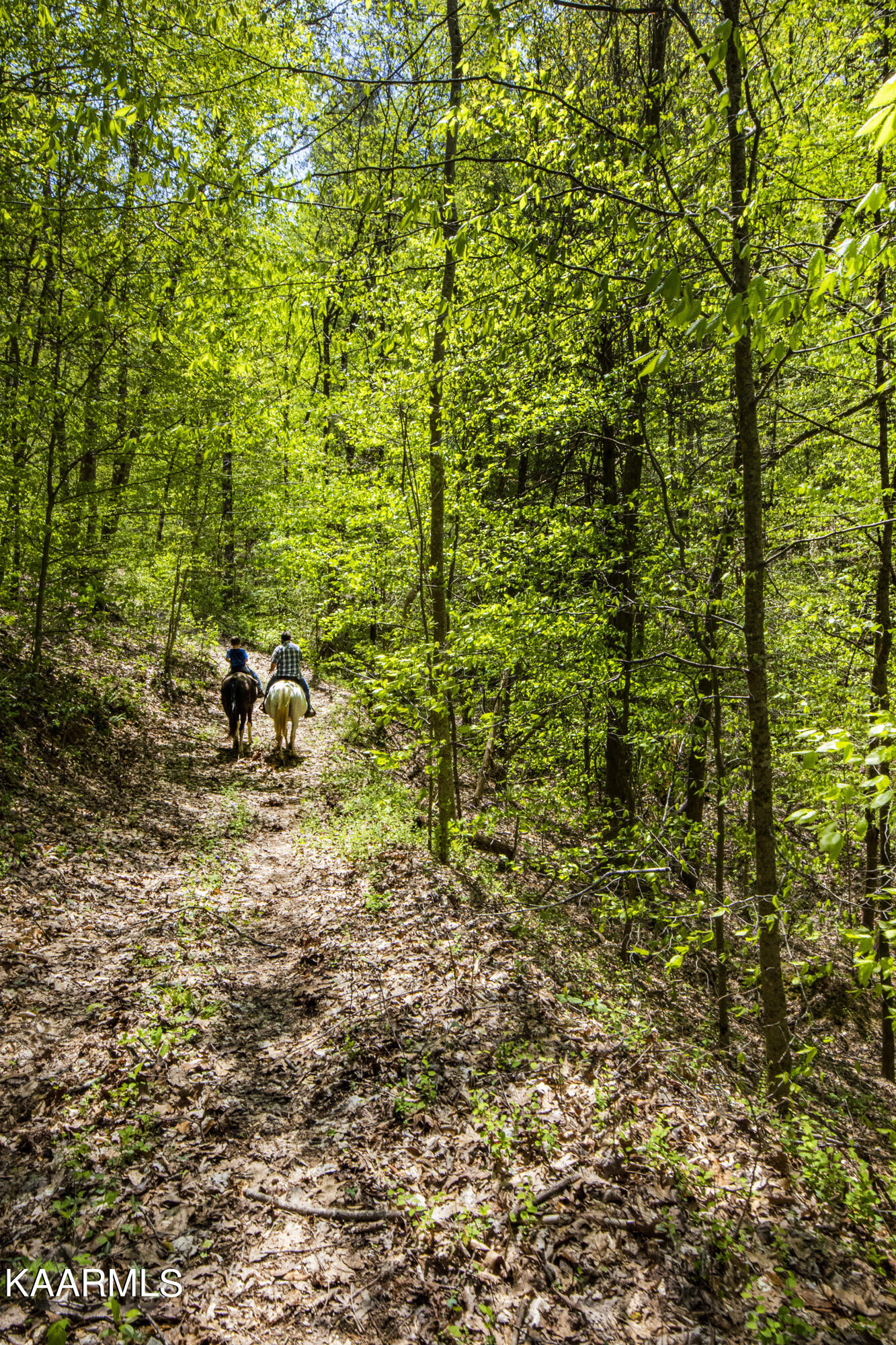 Kettle Hollow Road Maynardville, TN 37807 - Photo 33 of 51 V19A9285