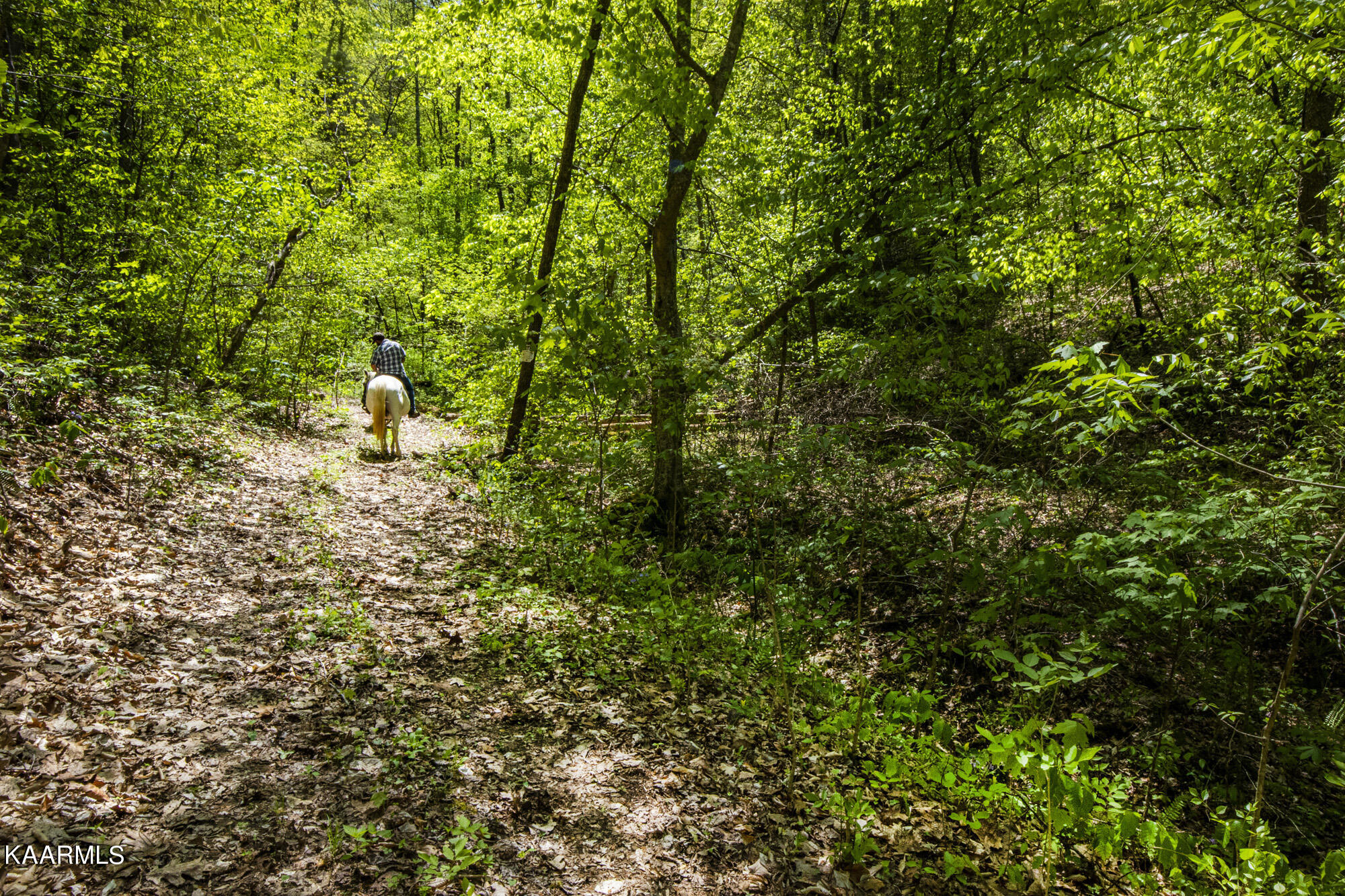 Kettle Hollow Road Maynardville, TN 37807 - Photo 34 of 51 V19A9286