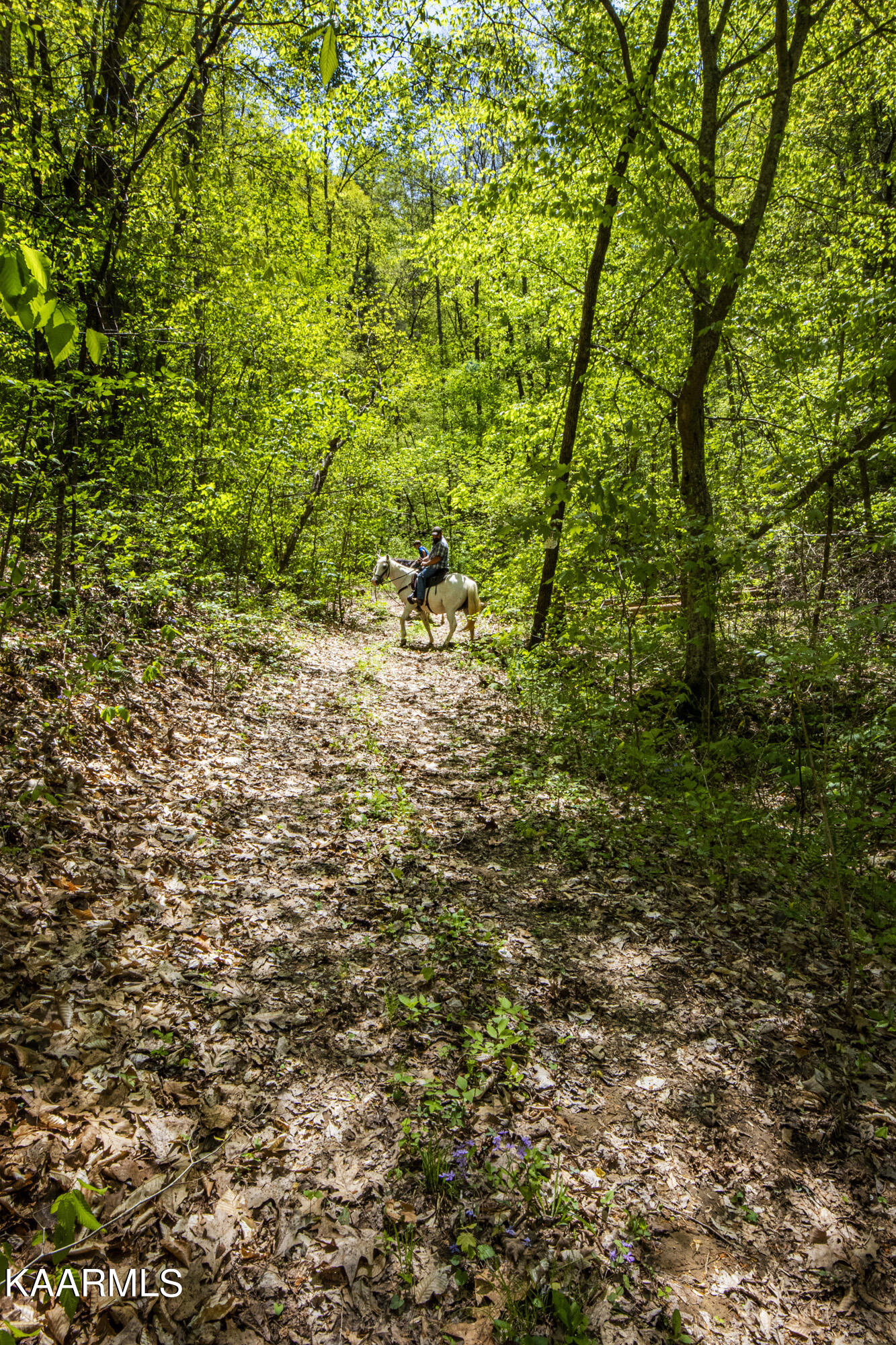 Kettle Hollow Road Maynardville, TN 37807 - Photo 35 of 51 V19A9287